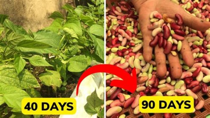 Can store bought beans grow