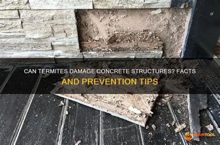 Can termites climb concrete