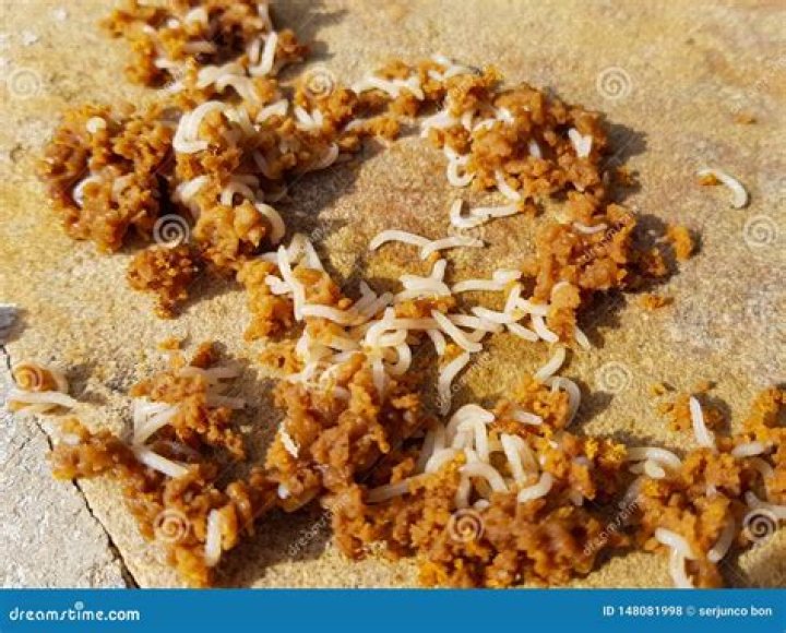 Can there be worms in nuts