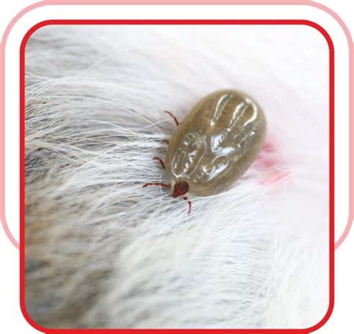 Can ticks live in bathrooms