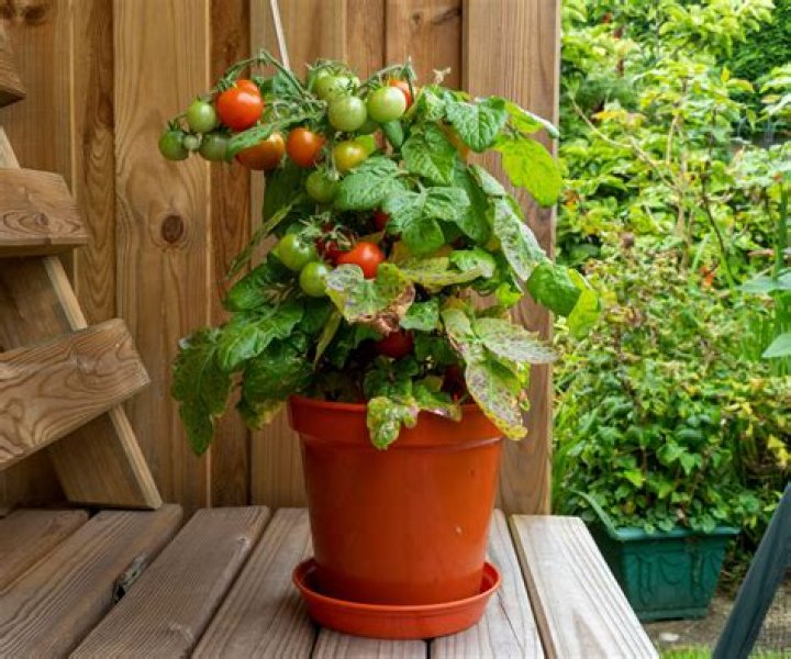 Can tomato plants grow in pots
