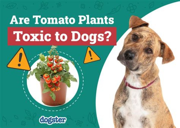 Can tomato plants kill dogs