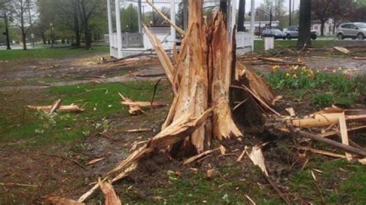 Can trees explode from lightning strikes