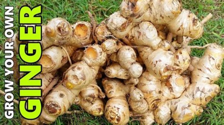Can u grow ginger in the UK
