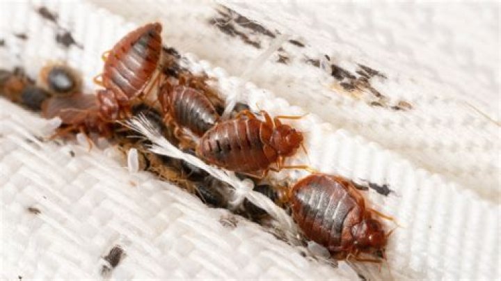 Can visitors bring bed bugs