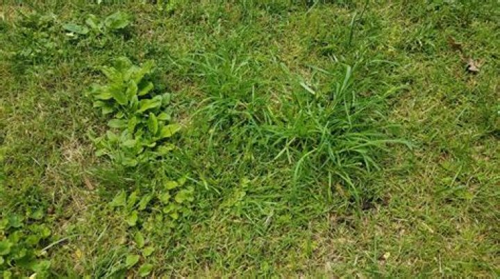 Can weeds grow overnight