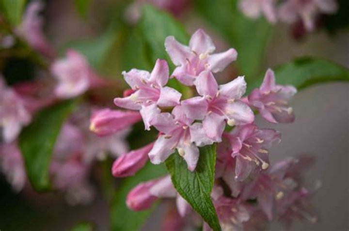 Can weigela be transplanted