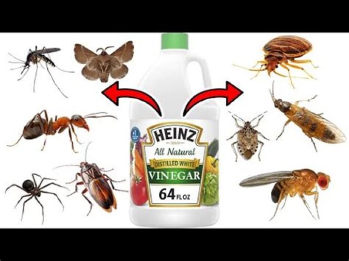 Can white vinegar kill bugs