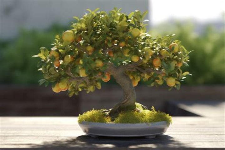 Can you bonsai a mango tree