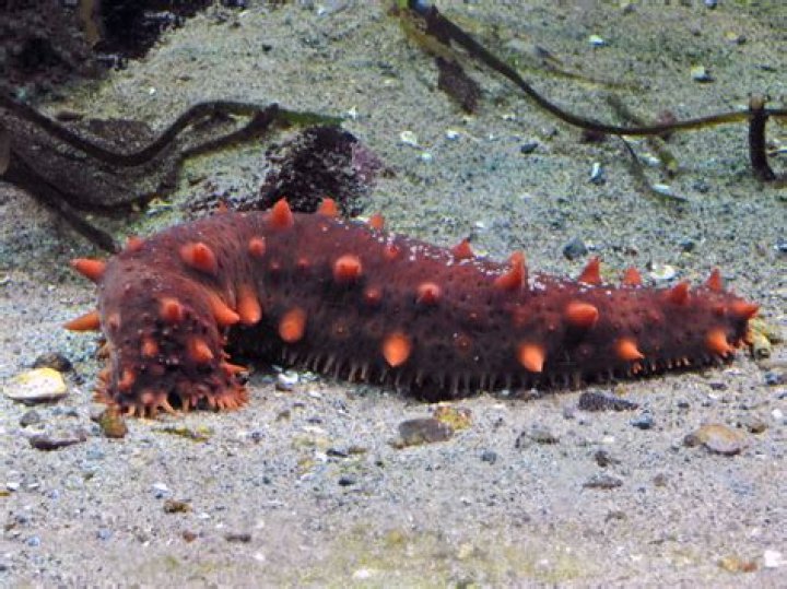 Can you breed sea cucumbers