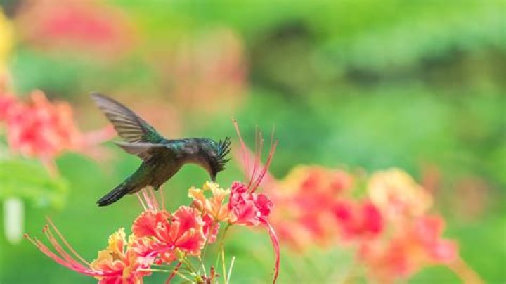 Can you catch a hummingbird