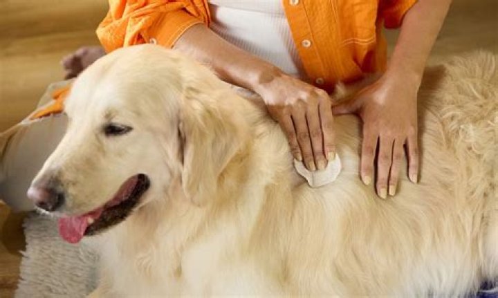 Can you cover a hot spot on a dog