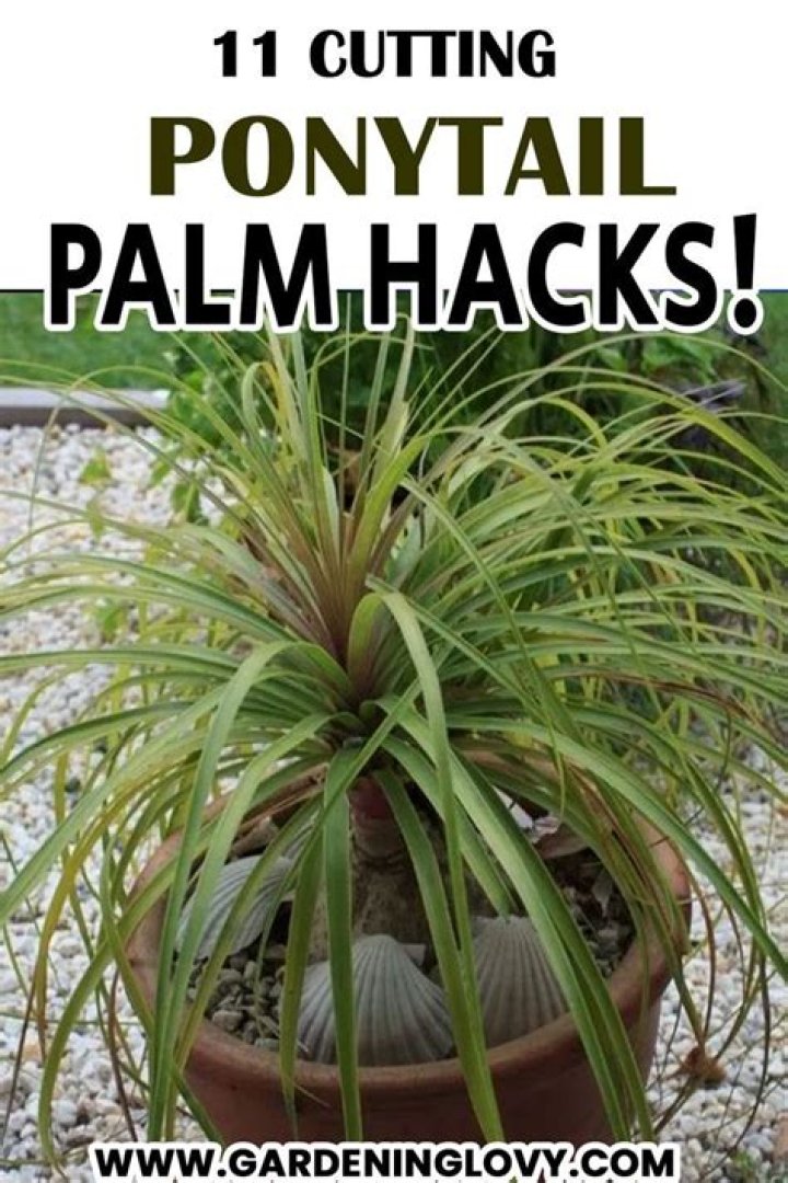 Can you cut a ponytail palm