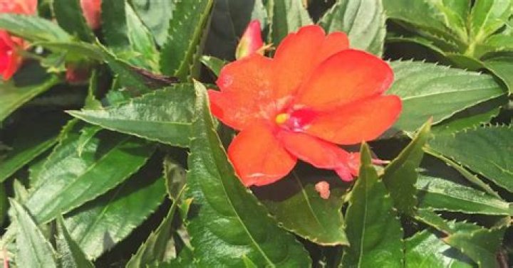 Can you cut back SunPatiens