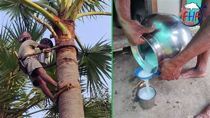 Can you drink all tree sap