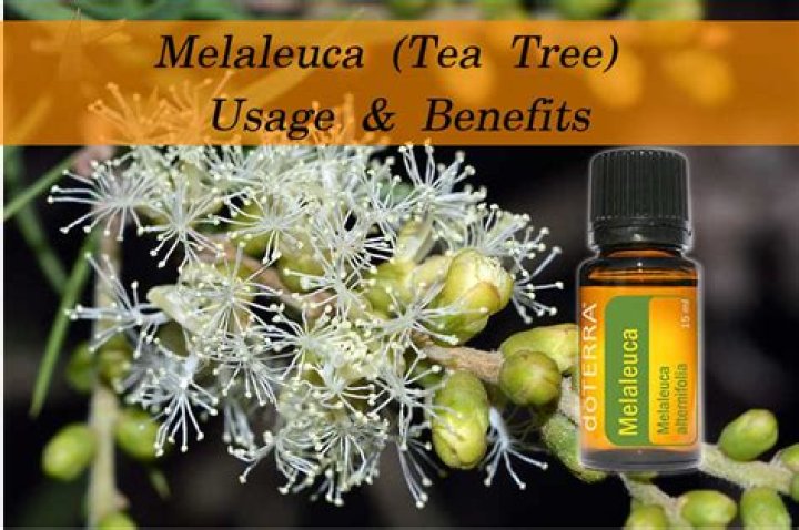 Can you drink melaleuca oil