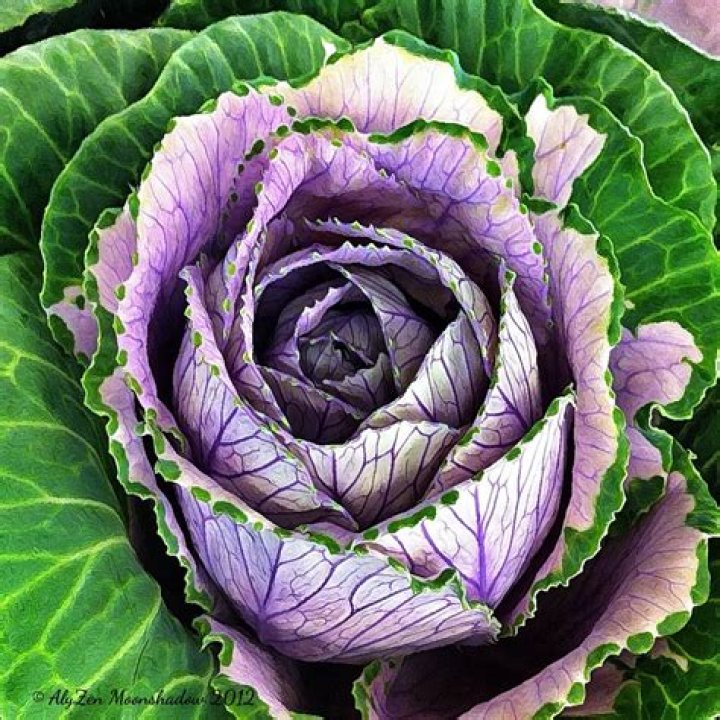 Can you eat a cabbage rose
