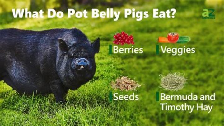 Can you eat a pot belly pig
