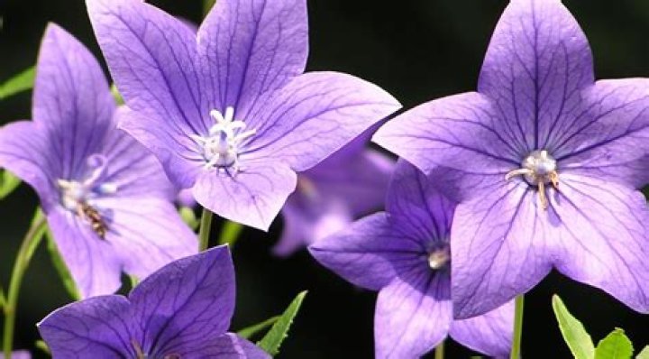 Can you eat balloon flowers