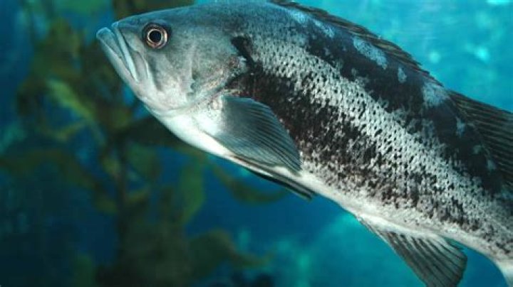Can you eat black sea bass