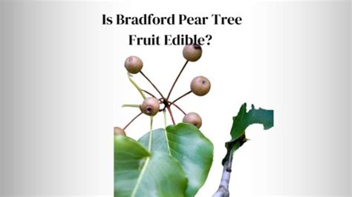 Can you eat Bradford pear