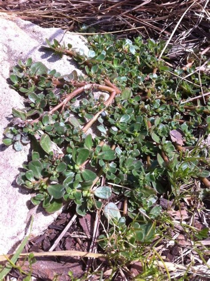 Can you eat Common purslane