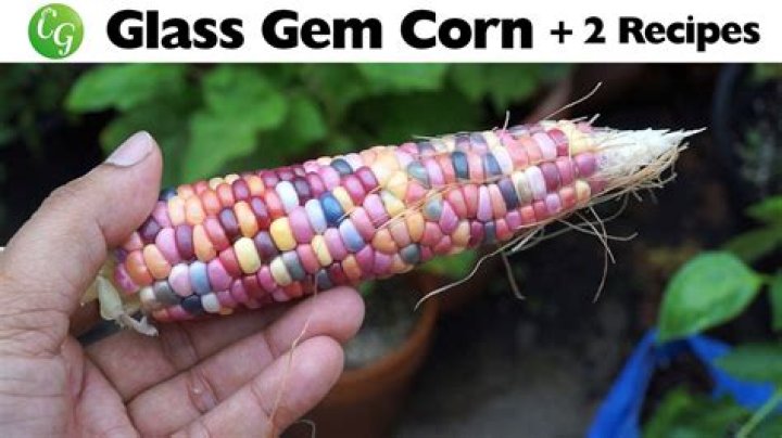 Can you eat glass gem corn
