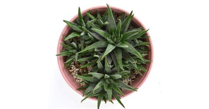 Can you eat haworthia