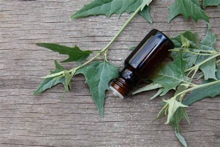 Can you eat leafy goosefoot