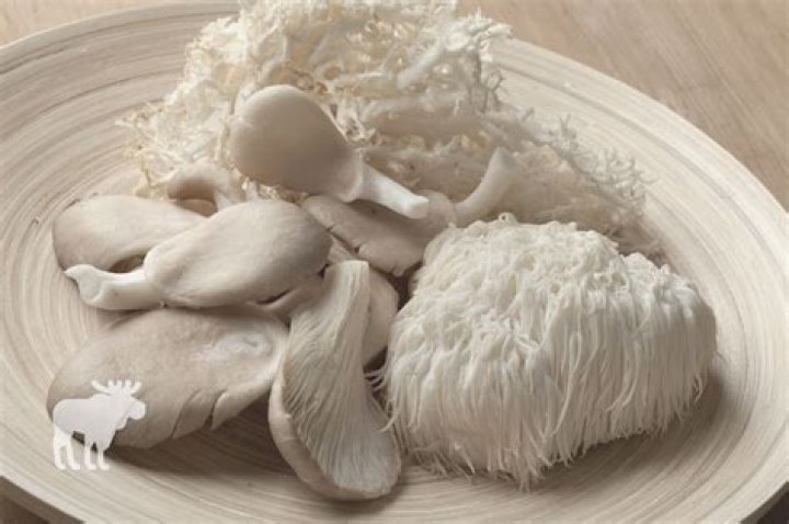 Can you eat lions mane raw