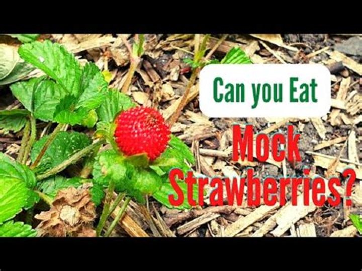 Can you eat Mock Strawberry