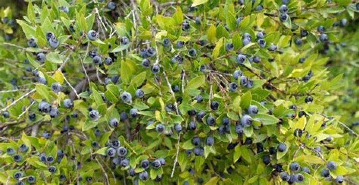 Can you eat myrtle berries