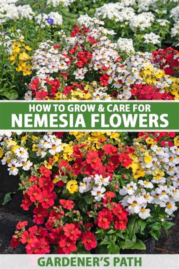 Can you eat Nemesia flowers