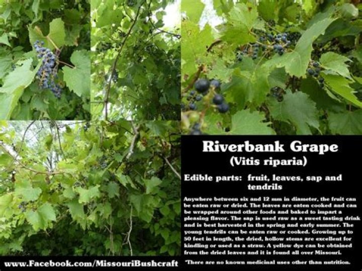 Can you eat riverbank grape