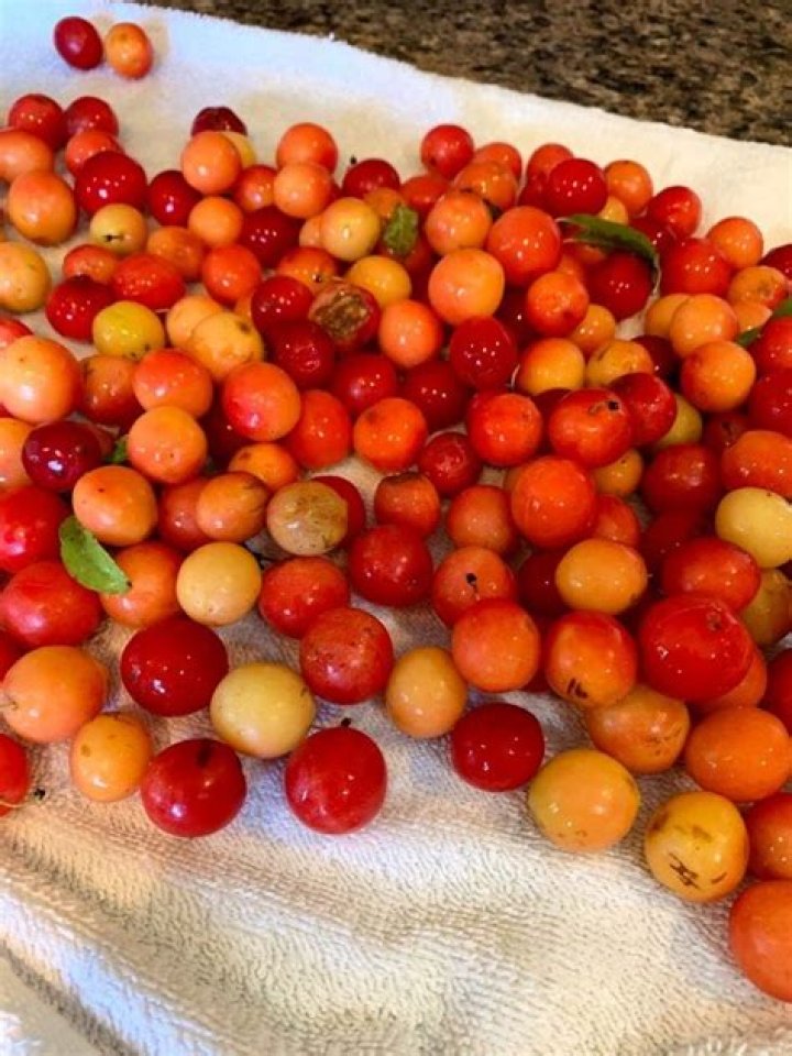 Can you eat sand plums raw