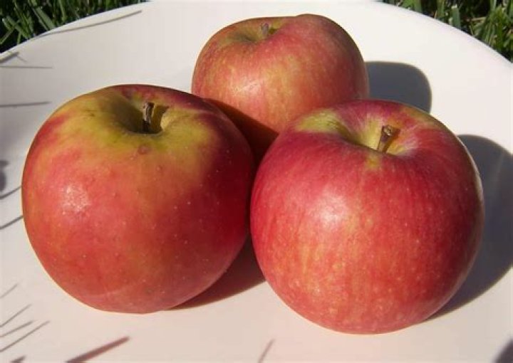 Can you eat Spartan apples