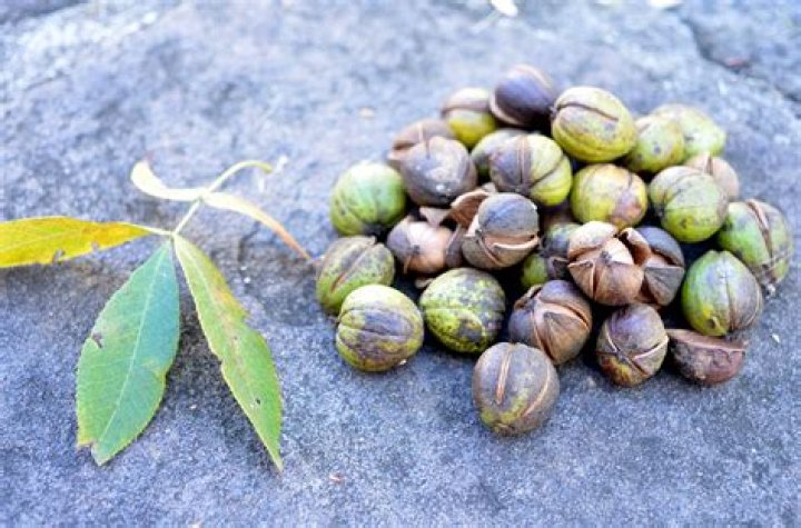 Can you eat the nuts from a hickory tree