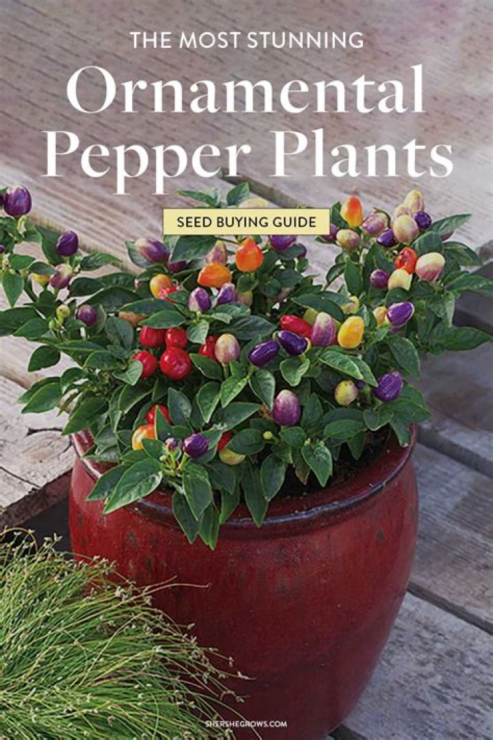 Can you eat the peppers on an ornamental pepper plant