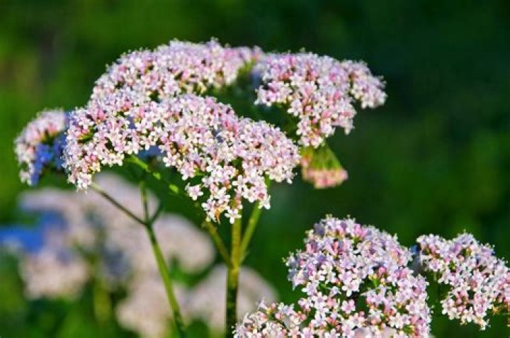 Can you eat Valerian leaves