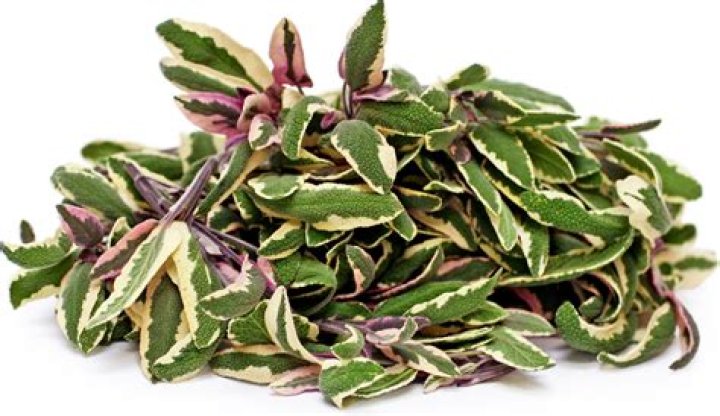 Can you eat variegated sage