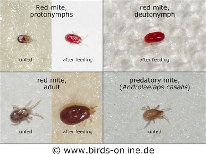 Can you get mites from mice