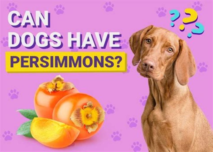 Can you give hooves to dogs
