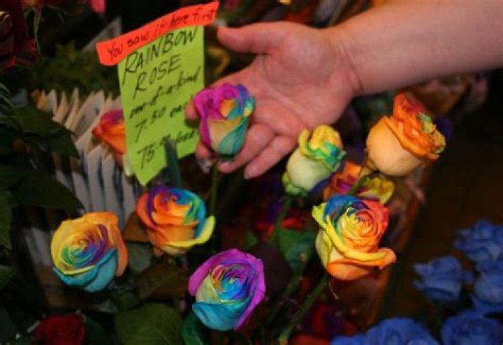 Can you grow a rainbow rose