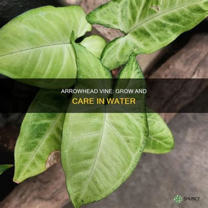 Can you grow arrowhead plant in water