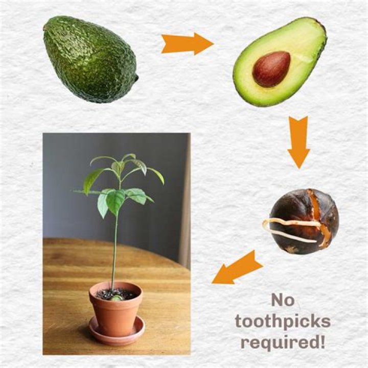 Can you grow avocados in NC