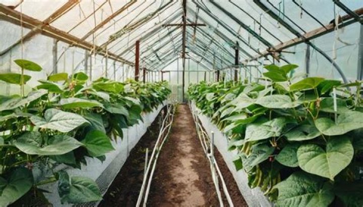 Can you grow beans in a greenhouse