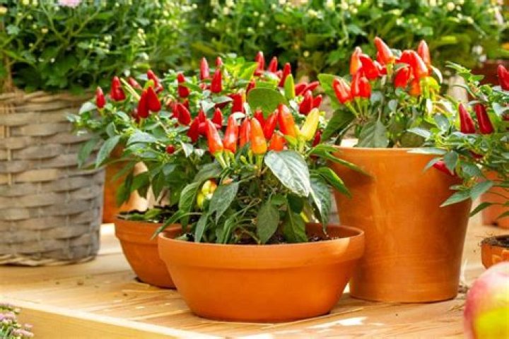 Can you grow chilli indoors
