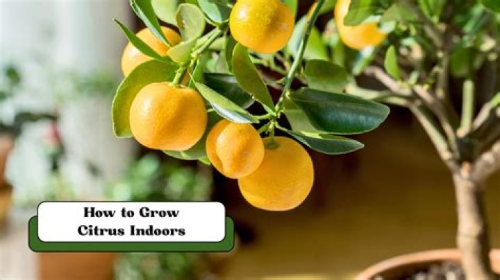 Can you grow citrus indoors