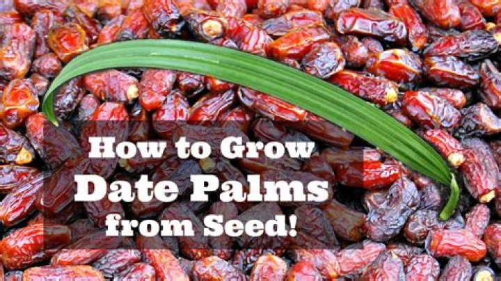 Can you grow dates in Pennsylvania
