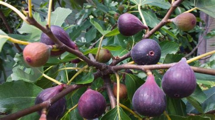 Can you grow figs in Zone 5